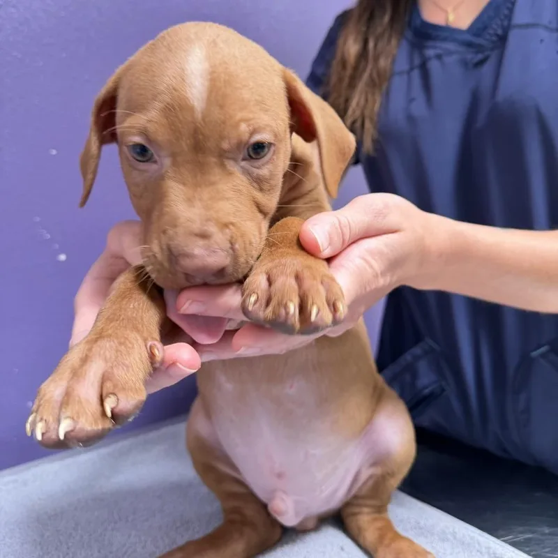 A baby small-sized male Brown / Chocolate Mixed Breed dog named Jet for adoption in Englewood, FL