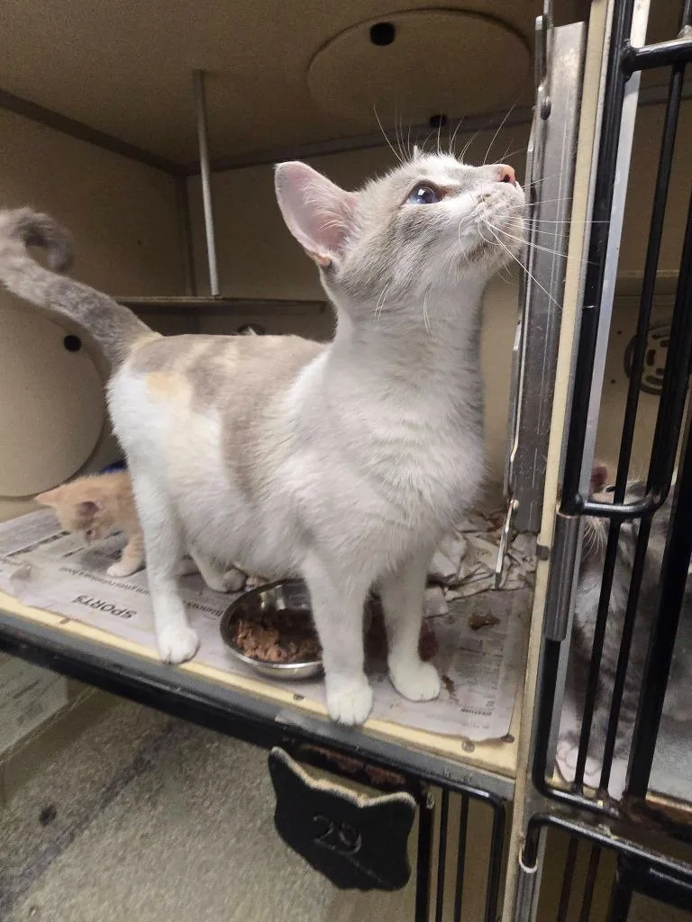 A young medium-sized female Domestic Short Hair cat named Dilute Momma Cat for adoption in Humble, TX