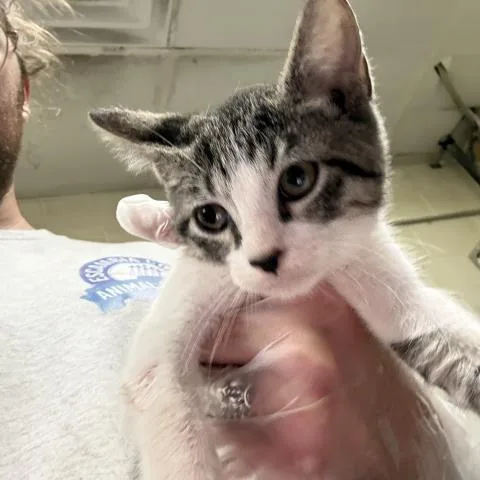 A baby medium-sized female Domestic Short Hair cat named Lola Bunny for adoption in Pensacola, FL