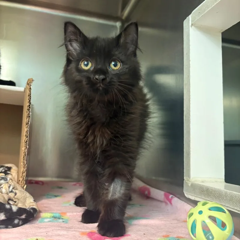 A baby medium-sized male Black Domestic Medium Hair cat named Ollie for adoption in Fenton, MI