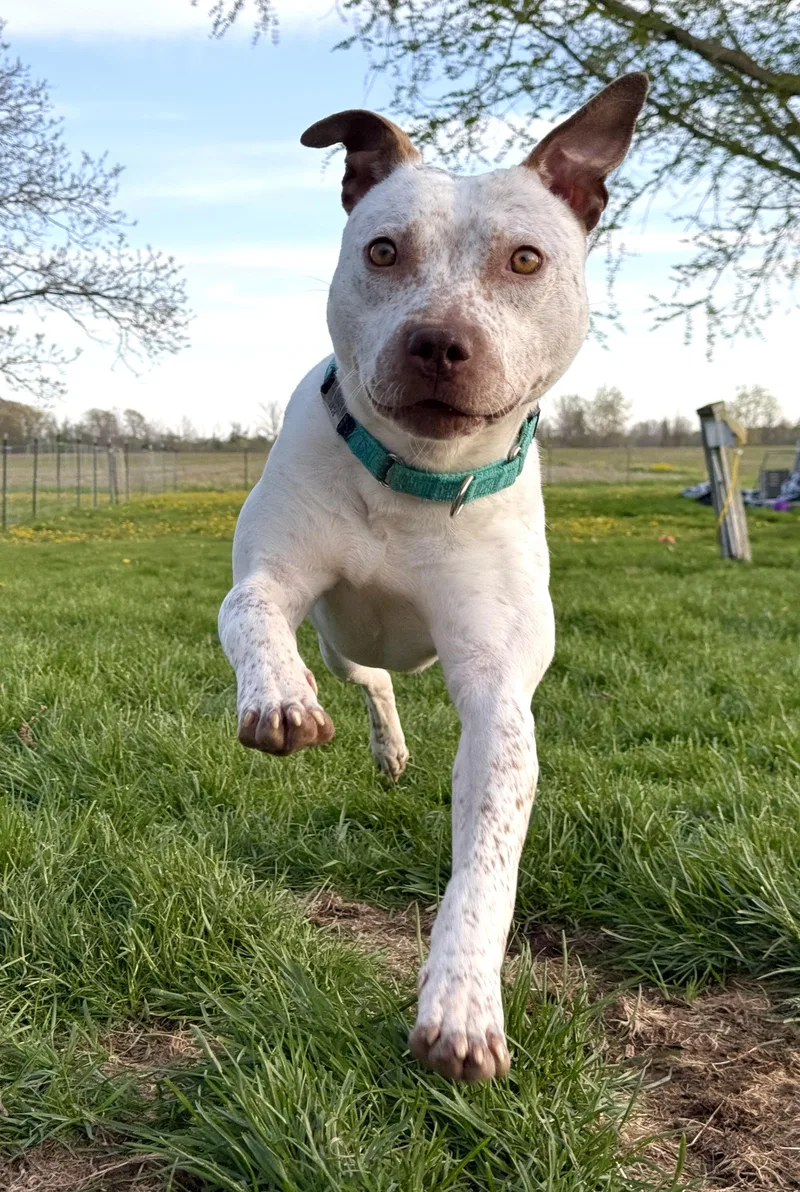 A young medium-sized male White / Cream Mixed Breed dog named Spex for adoption in Hilton, NY