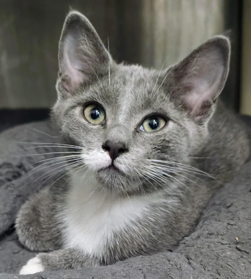 A baby medium-sized female Gray / Blue / Silver Domestic Short Hair cat named Kiara for adoption in Amityville, NY