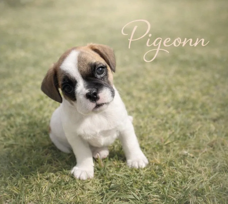 A baby medium-sized female French Bulldog dog named Pigeon for adoption in Orange, CA