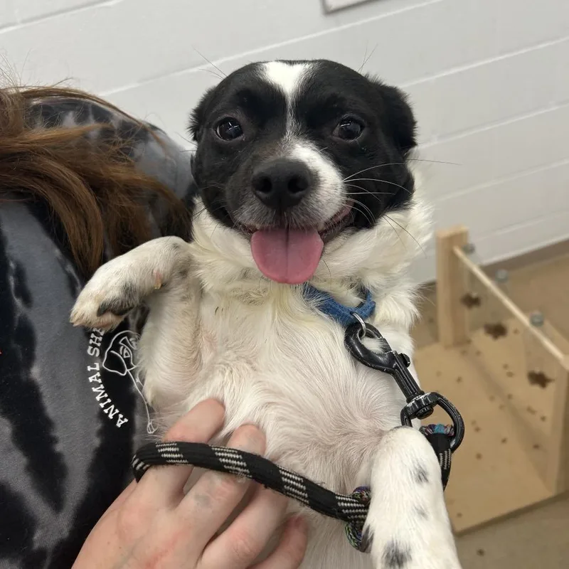 An adult small-sized male Black Pomeranian dog named Rocky for adoption in Zanesville, OH