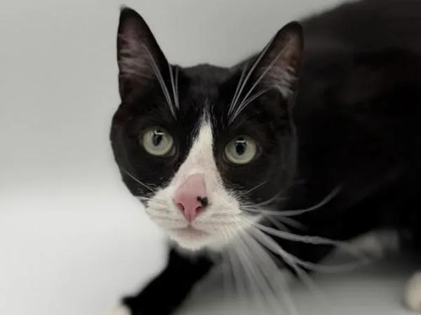An adult small-sized female Domestic Short Hair cat named Valkyrie for adoption in Portland, OR