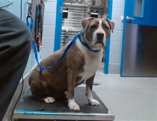 An adult medium-sized female Pit Bull Terrier dog named Roxy for adoption in Albuquerque, NM