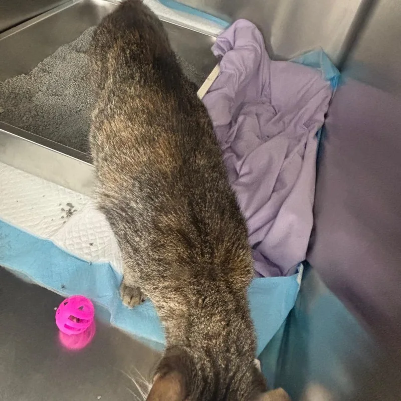 A senior small-sized female Gray / Blue / Silver Domestic Short Hair cat named Spice for adoption in Springtown, TX