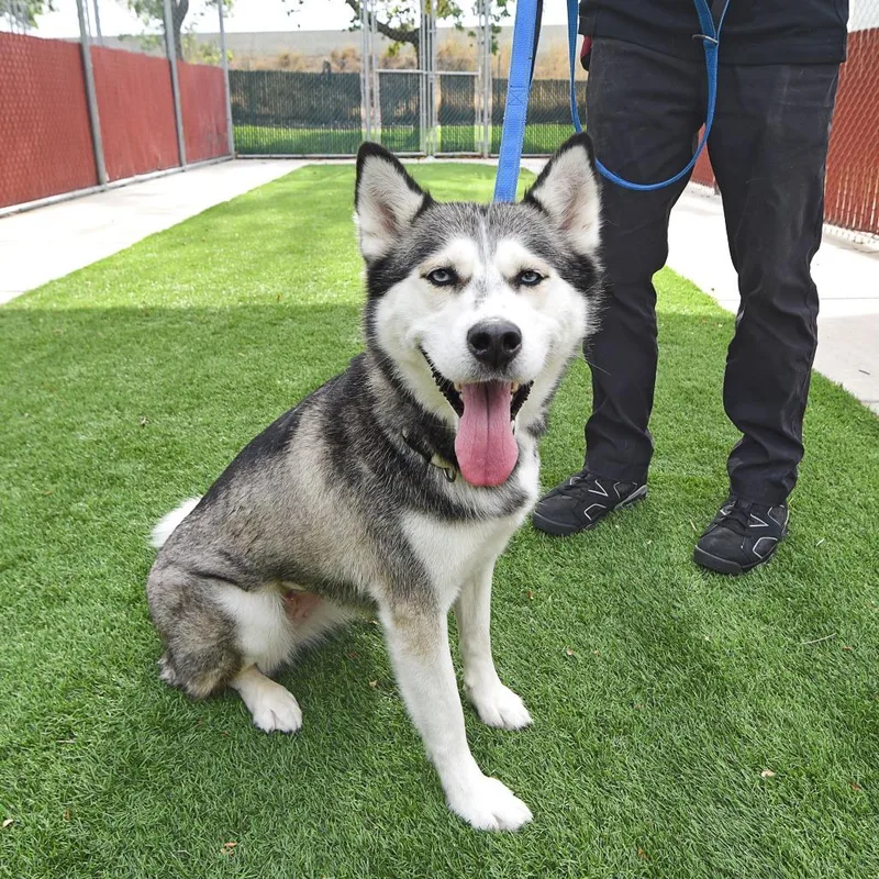 An adult medium-sized female Husky dog named Meadow for adoption in Murray, UT