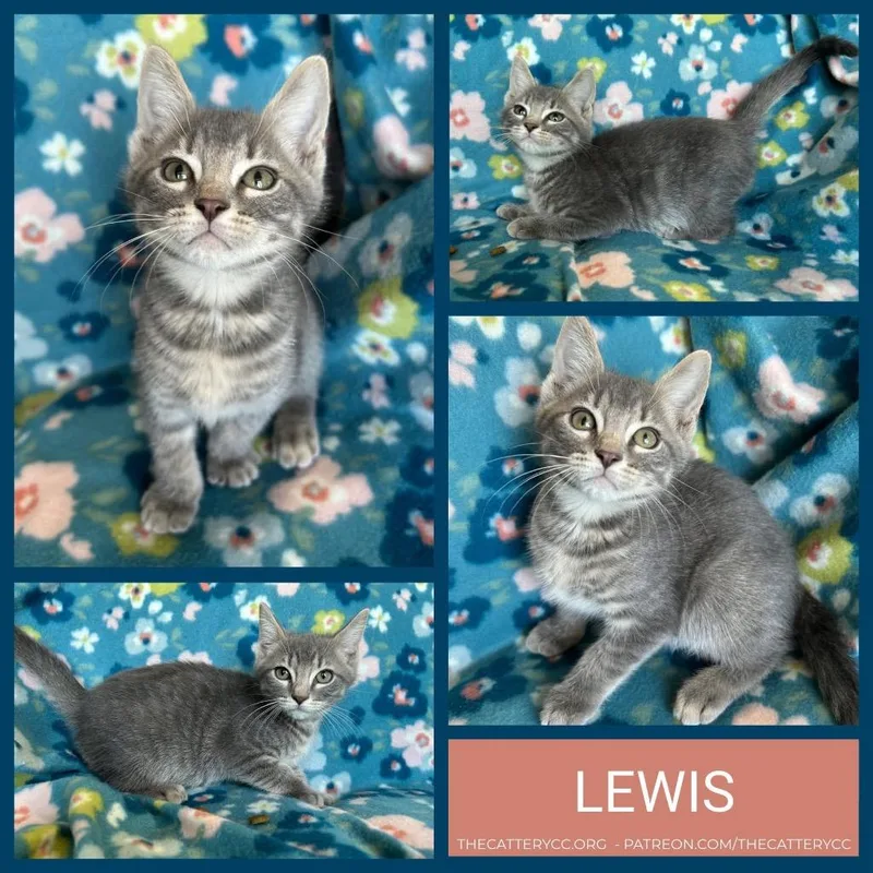 A baby small-sized male Domestic Short Hair cat named Lewis for adoption in Corpus Christi, TX