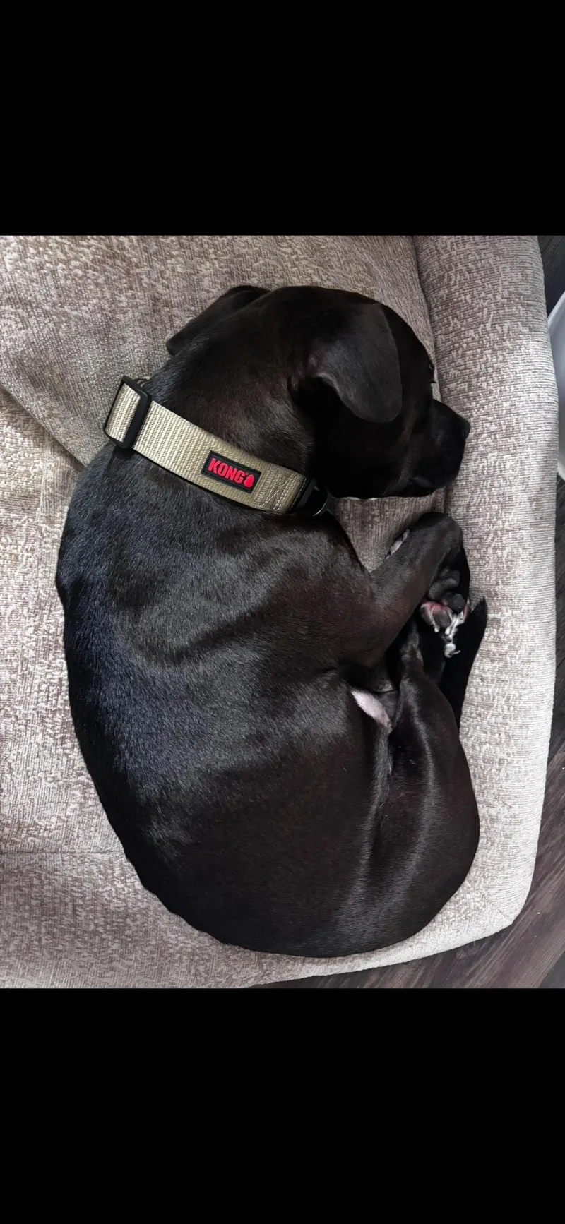 A young medium-sized male American Staffordshire Terrier dog named Beau for adoption in Mico, TX