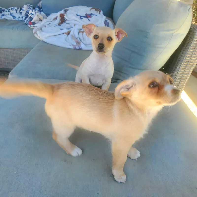 A baby small-sized male Apricot / Beige Terrier dog named Stevie for adoption in Greenfield, CA