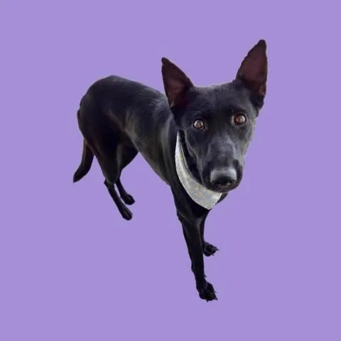 An adult large-sized female Shepherd dog named Jane for adoption in Bakersfield, CA