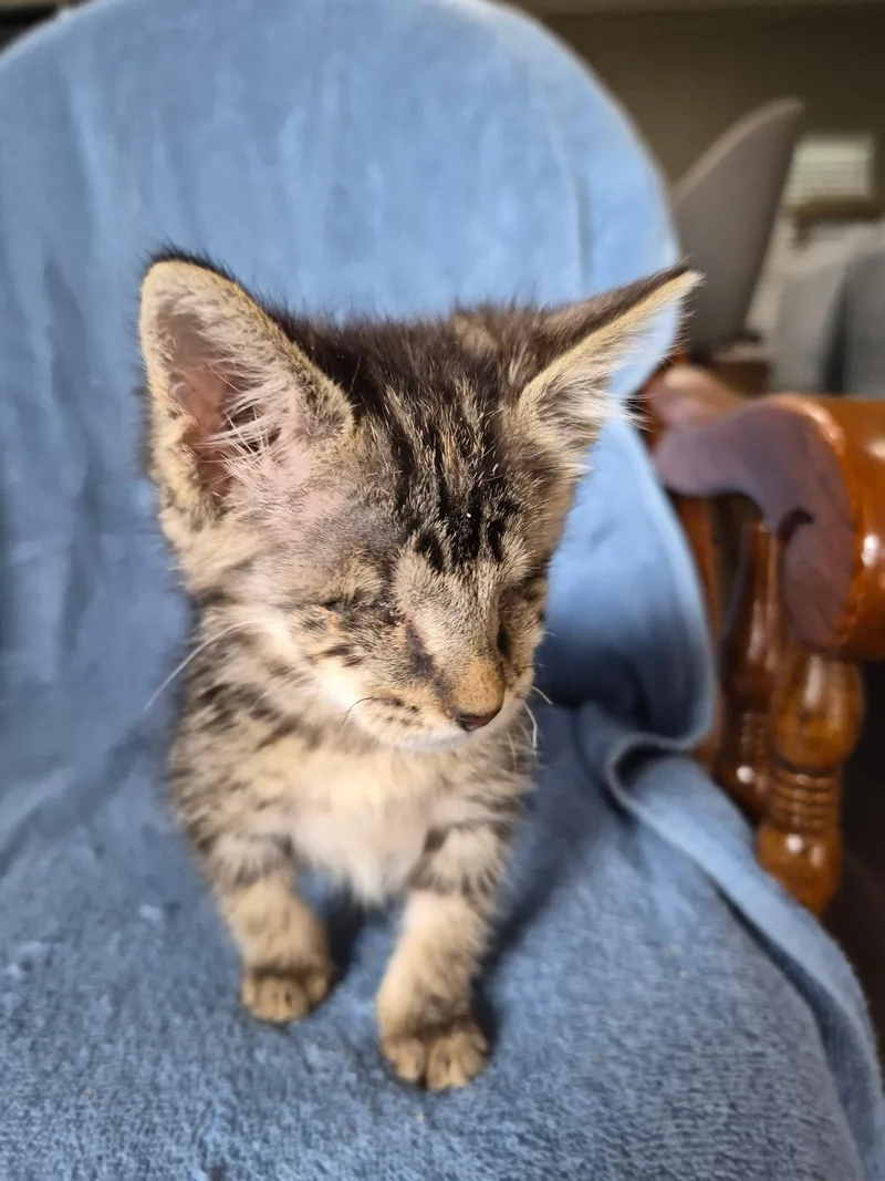 A baby medium-sized male Tabby (Brown / Chocolate) Tabby cat named Bentley for adoption in White Lake, MI