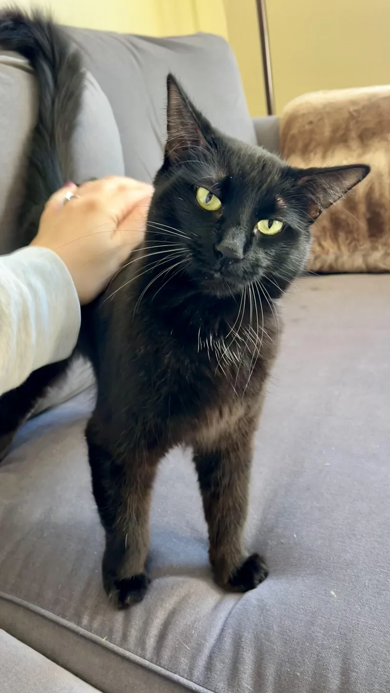 Mama Mazel thumbnail 3