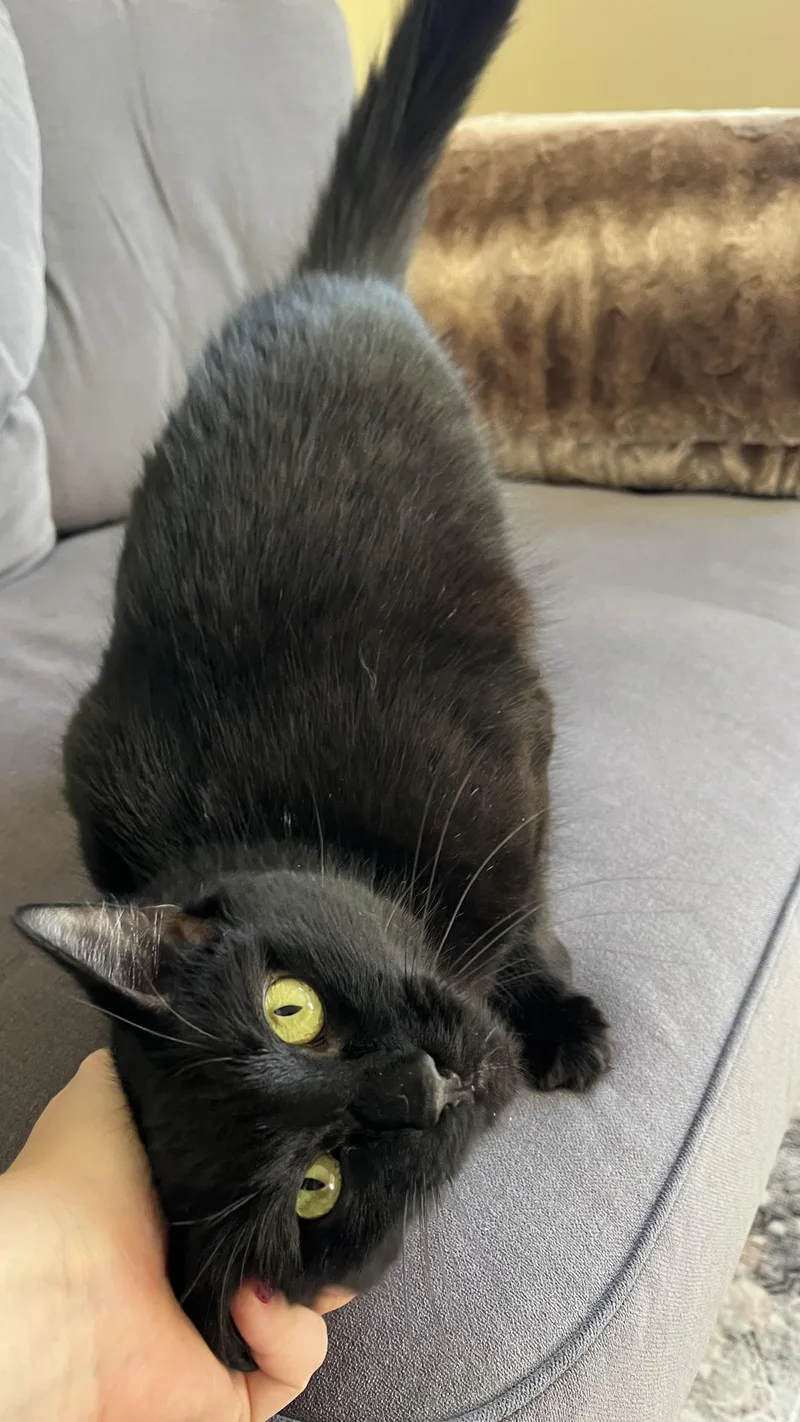 Mama Mazel thumbnail 4