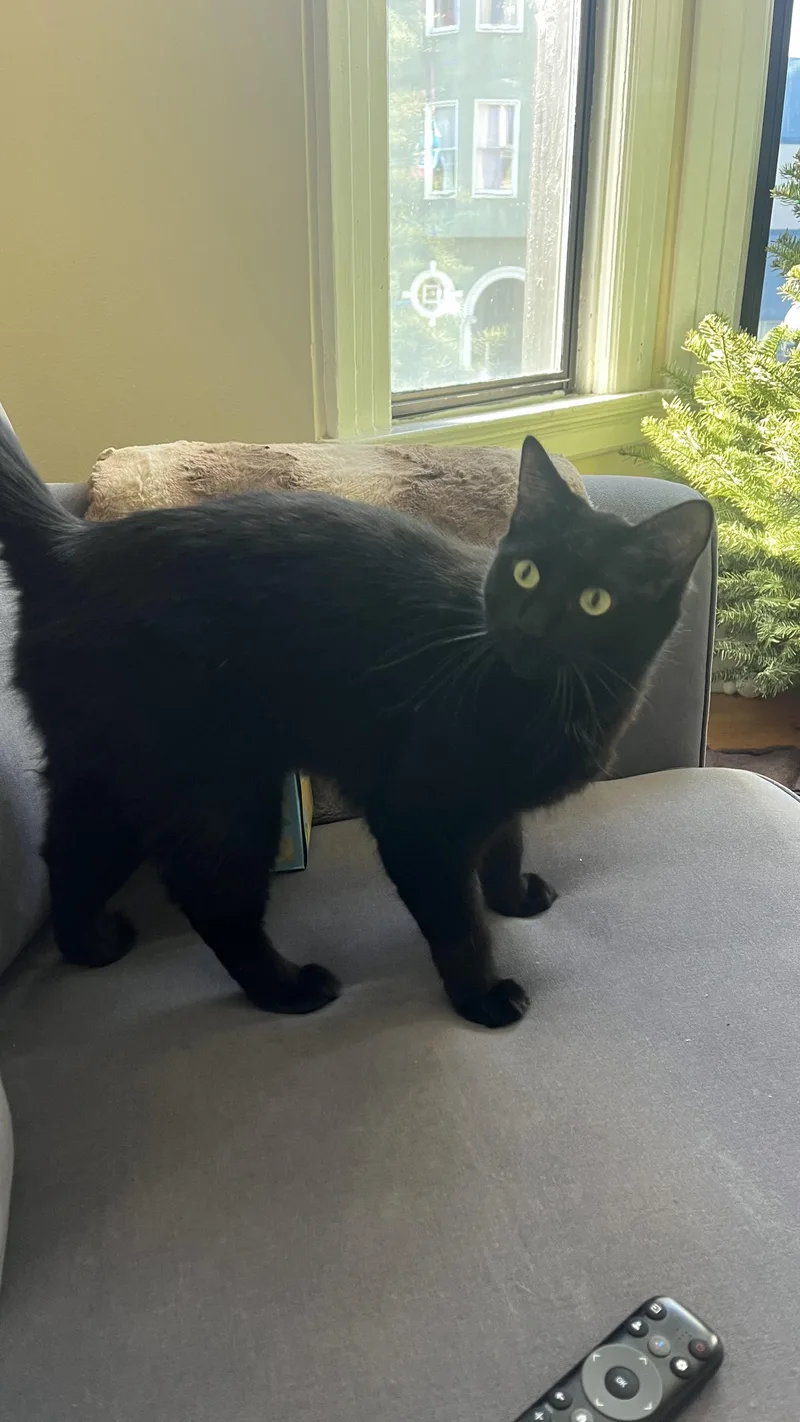 Mama Mazel thumbnail 5