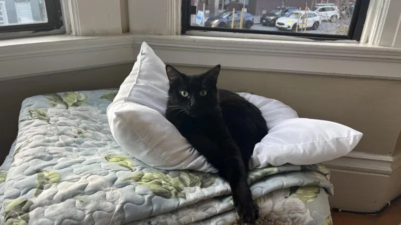 Mama Mazel thumbnail 6