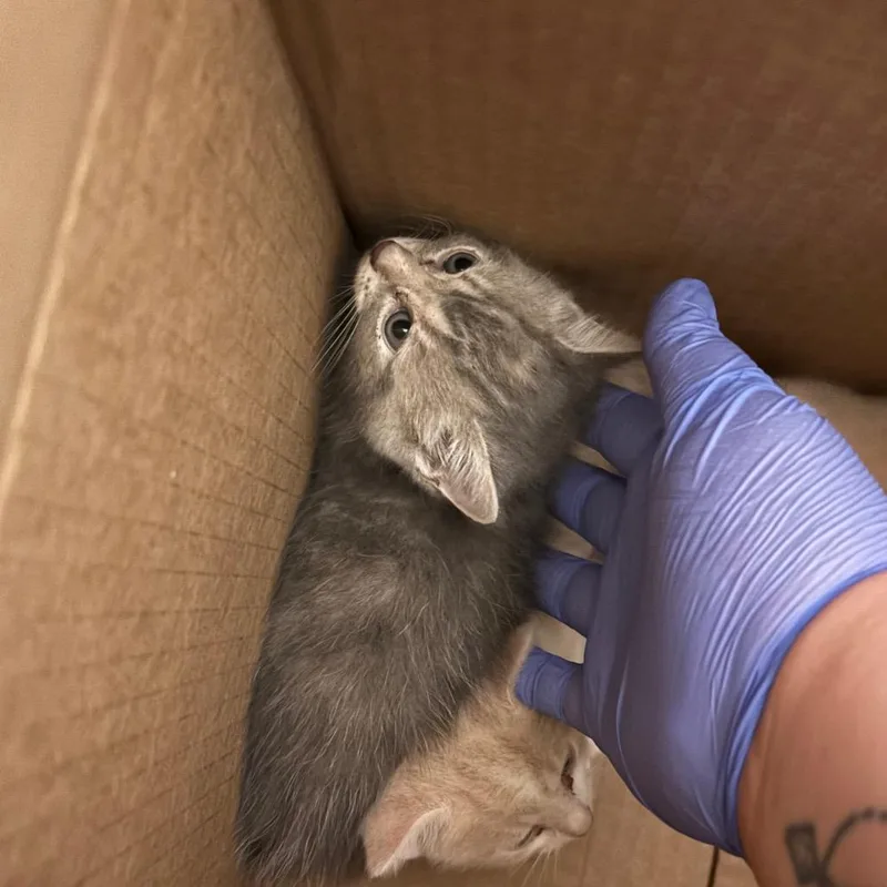 A baby small-sized female Gray / Blue / Silver Domestic Medium Hair cat named Runaway for adoption in Charleston, WV