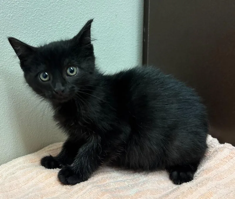 A baby medium-sized male Domestic Short Hair cat named Cliffy for adoption in Little Rock, AR