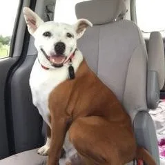A senior medium-sized male White / Cream Retriever dog named Soldier for adoption in Justin, TX
