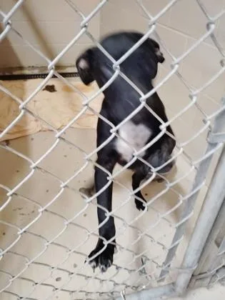 A baby medium-sized male Mixed Breed dog named Knox for adoption in Port Saint Joe, FL