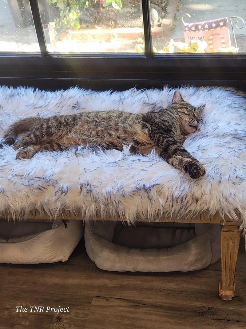 An adult medium-sized male Tabby cat named Patches for adoption in Monrovia, CA