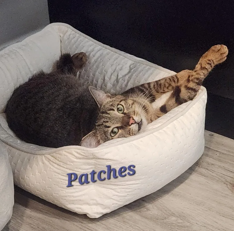 Patches thumbnail 2