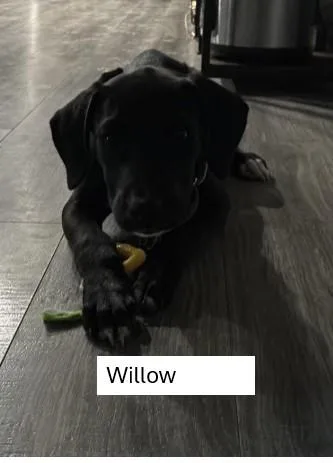 A young medium-sized female Black Labrador Retriever dog named Willow W Litter for adoption in Sheboygan, WI
