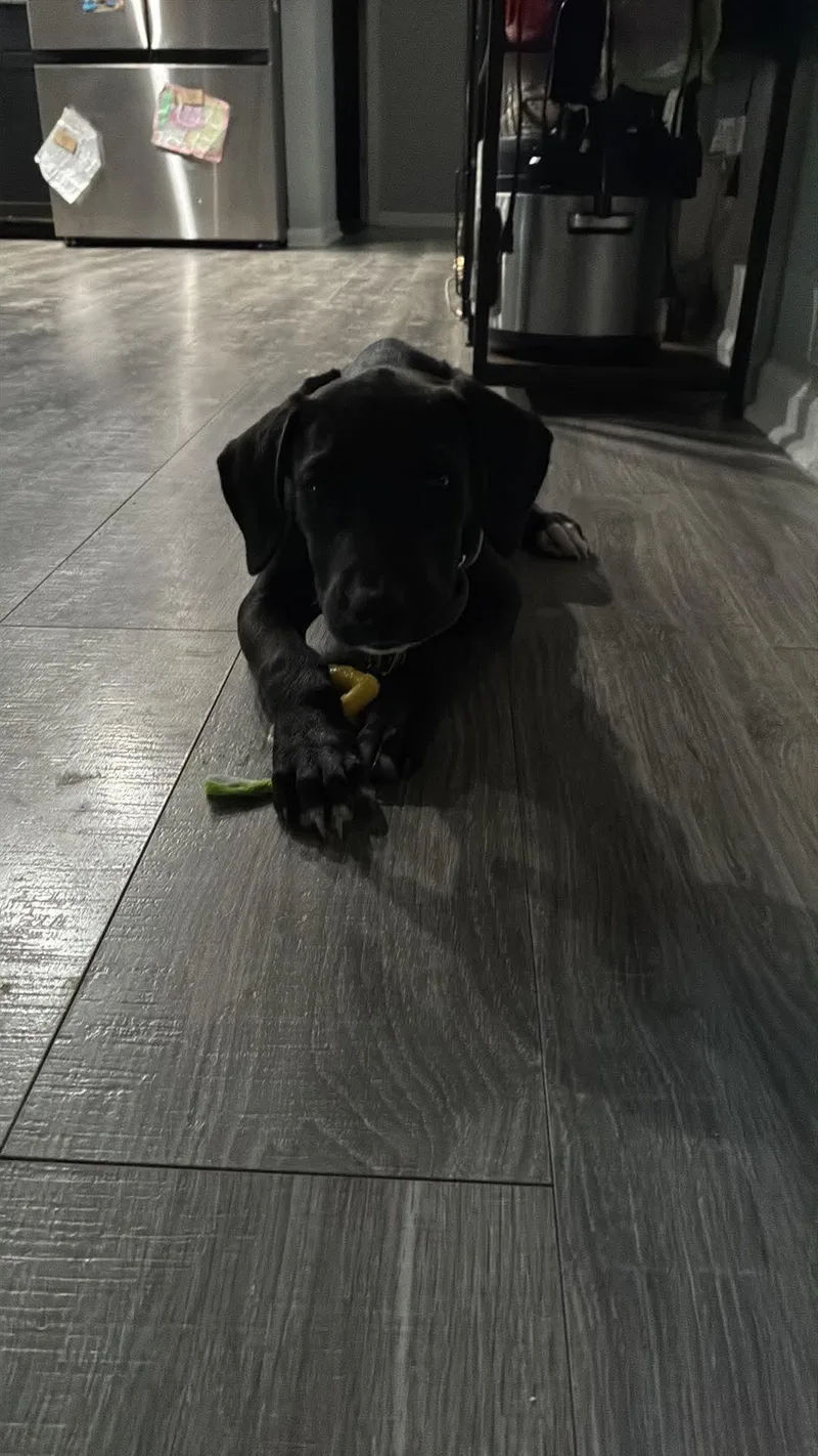 Willow  W Litter thumbnail 2