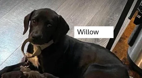 Willow  W Litter thumbnail 3