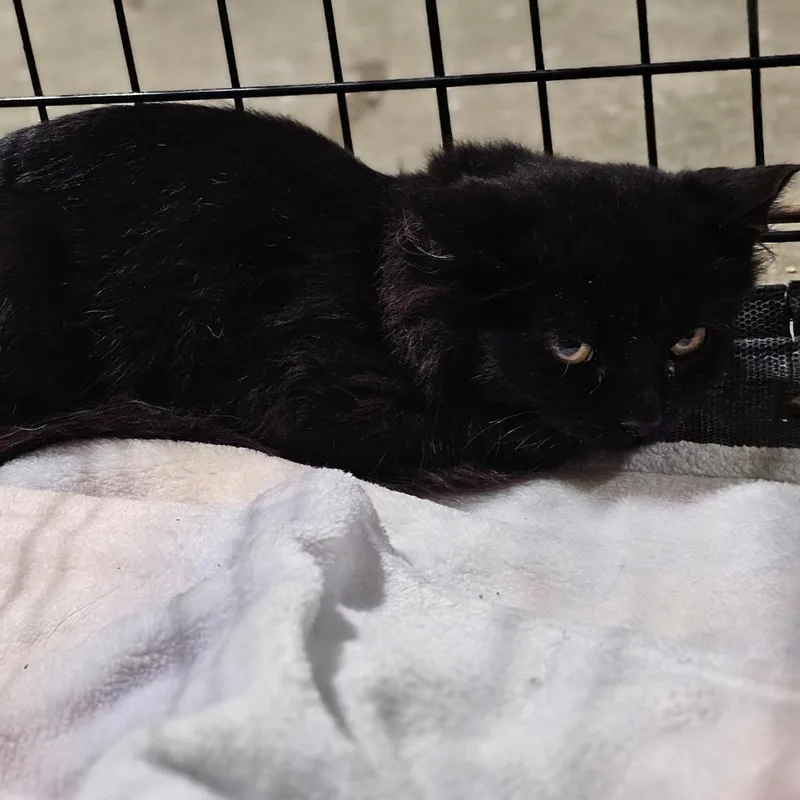 A baby small-sized female Black Domestic Short Hair cat named Riot for adoption in Hattiesburg, MS