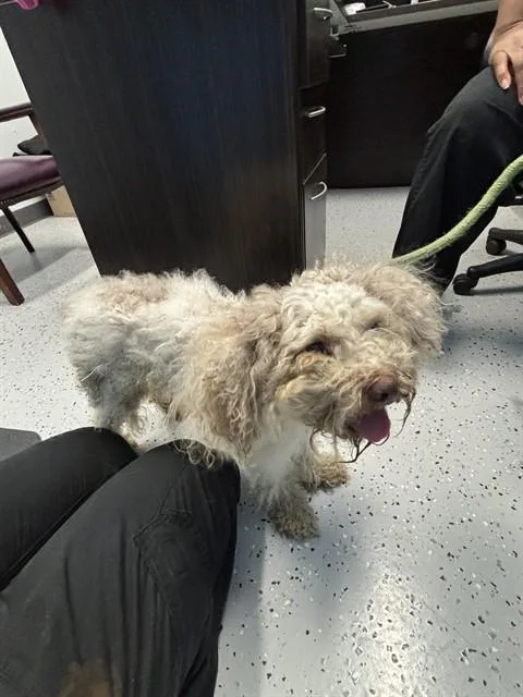 An adult small-sized male Poodle dog named Mad Max for adoption in Forney, TX