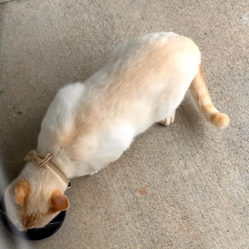 Mr. Pickles thumbnail 2