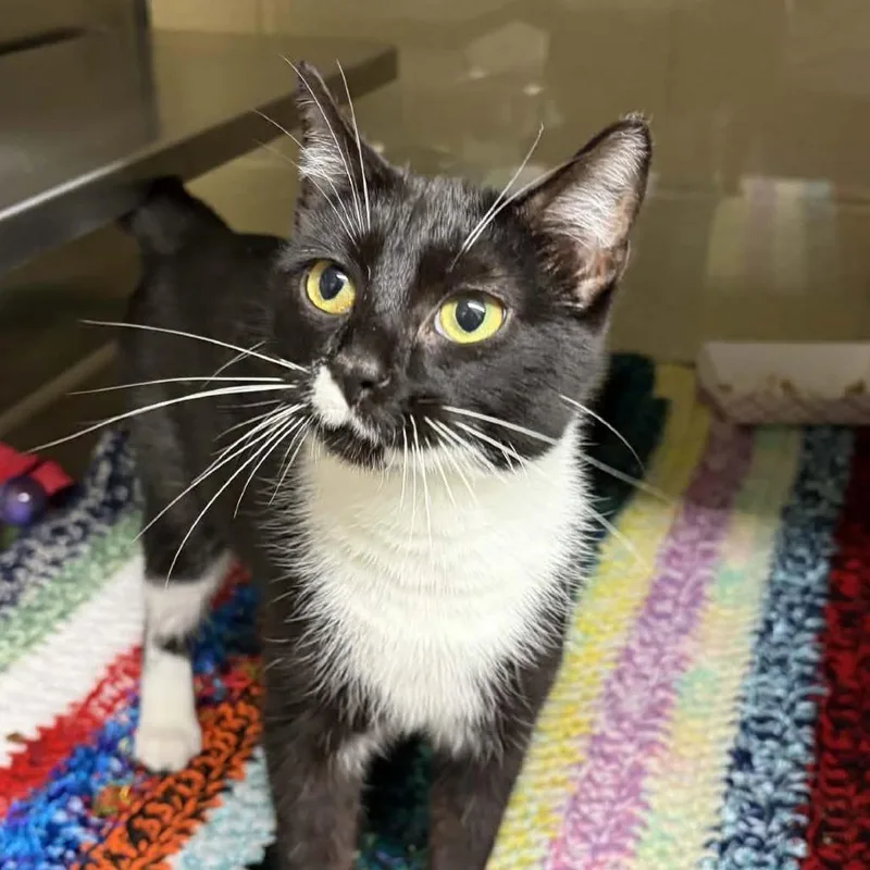 An adult medium-sized female Black Domestic Short Hair cat named Fern for adoption in Concord, NC
