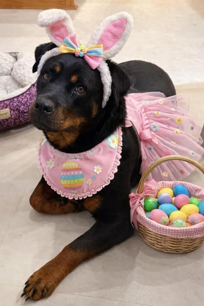 A young large-sized female Rottweiler dog named Keagan for adoption in Crossville, TN