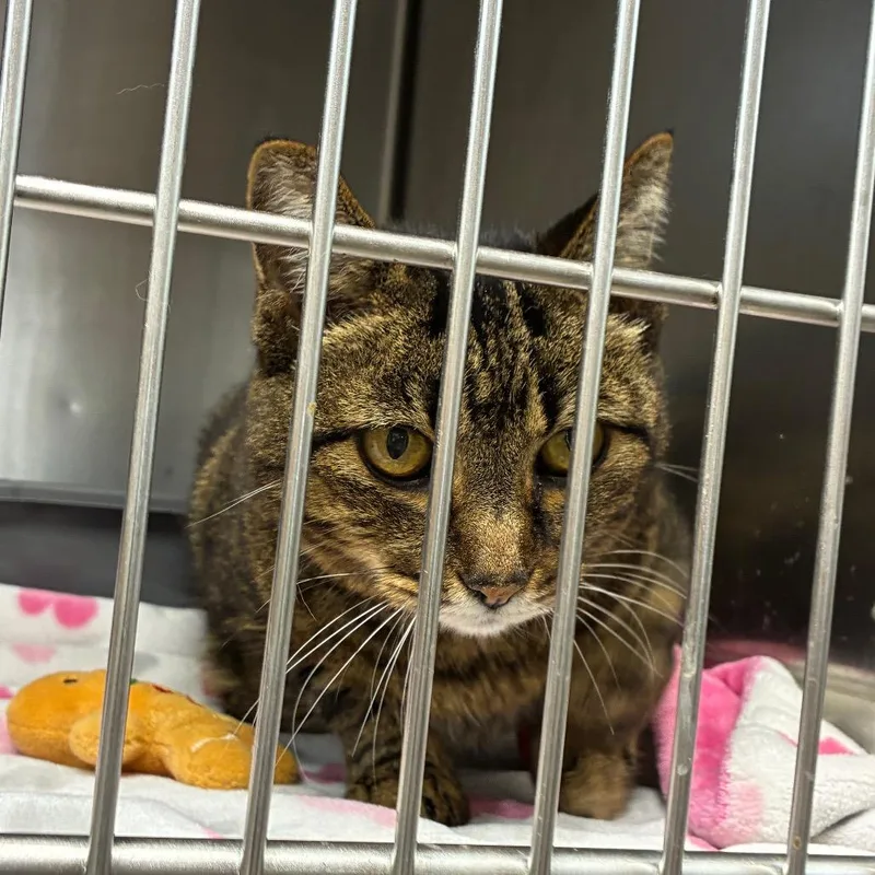 A senior medium-sized female Brown / Chocolate Domestic Short Hair cat named Pickles for adoption in Brownsboro, AL