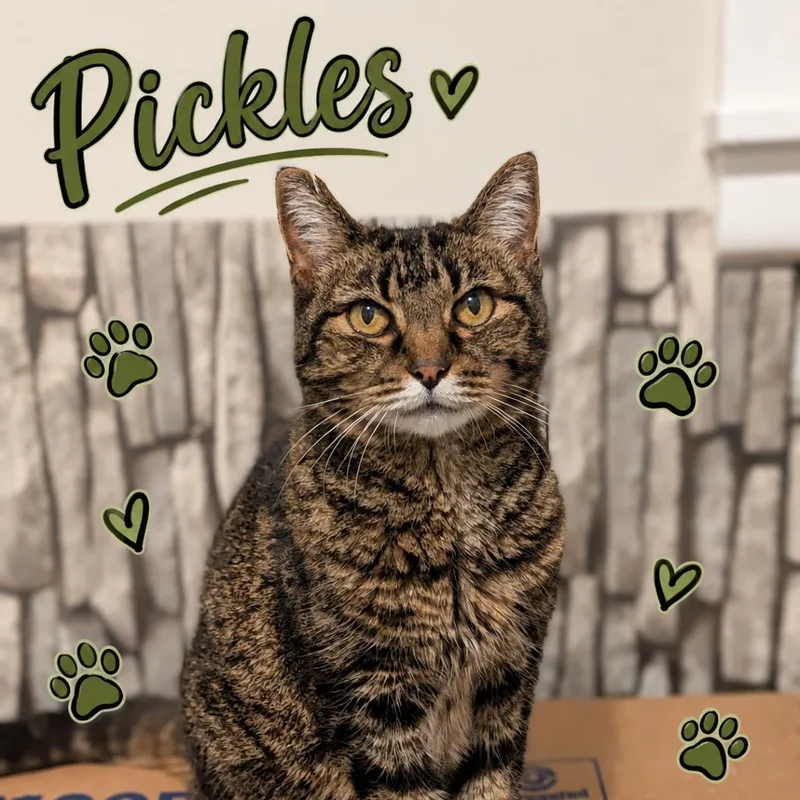 Pickles thumbnail 5