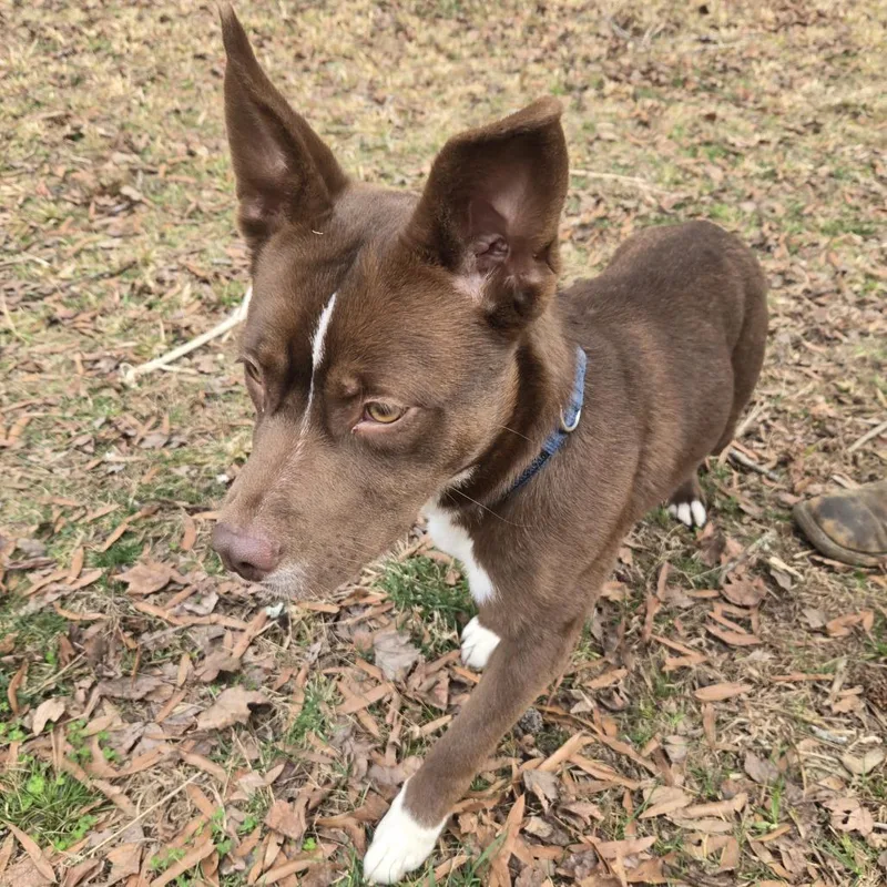An adult medium-sized female Brown / Chocolate Mixed Breed dog named Kya for adoption in Winston Salem, NC