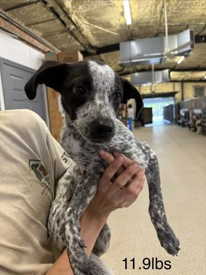 A young small-sized female Cattle Dog dog named Sally for adoption in Conway, AR