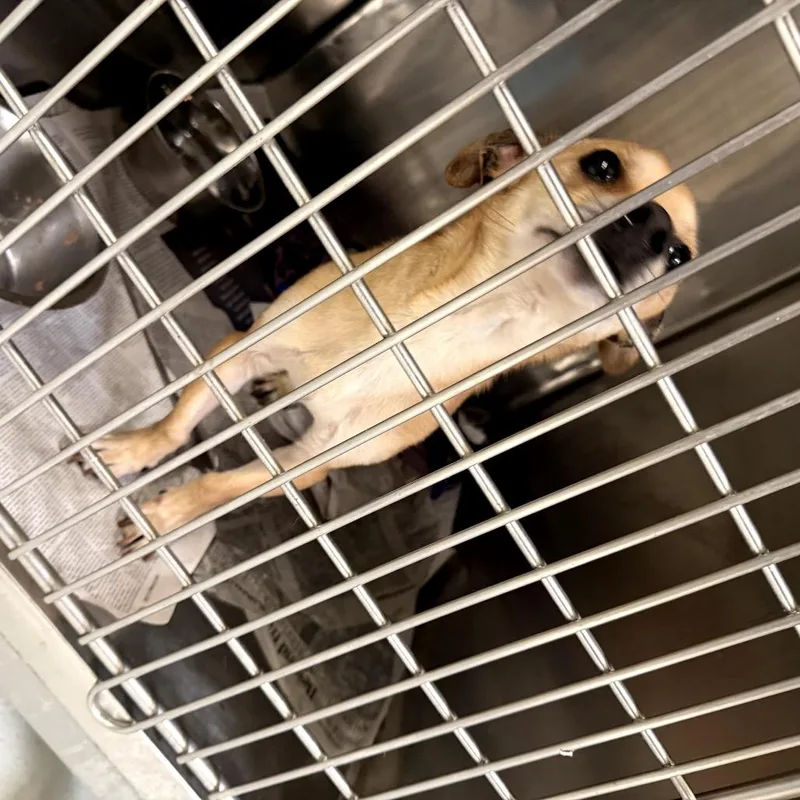 A baby small-sized male Yellow / Tan / Blond / Fawn Chihuahua dog named Snape for adoption in Northbrook, IL