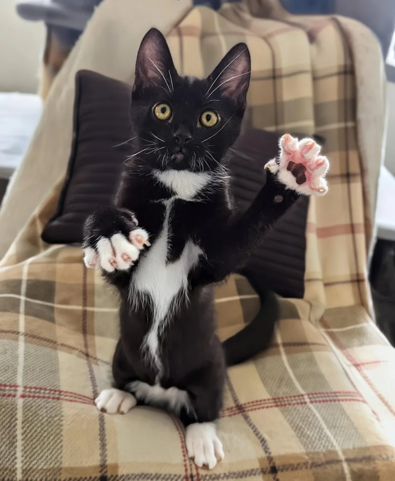 A baby medium-sized male American Shorthair cat named Jango for adoption in Harrisburg, PA