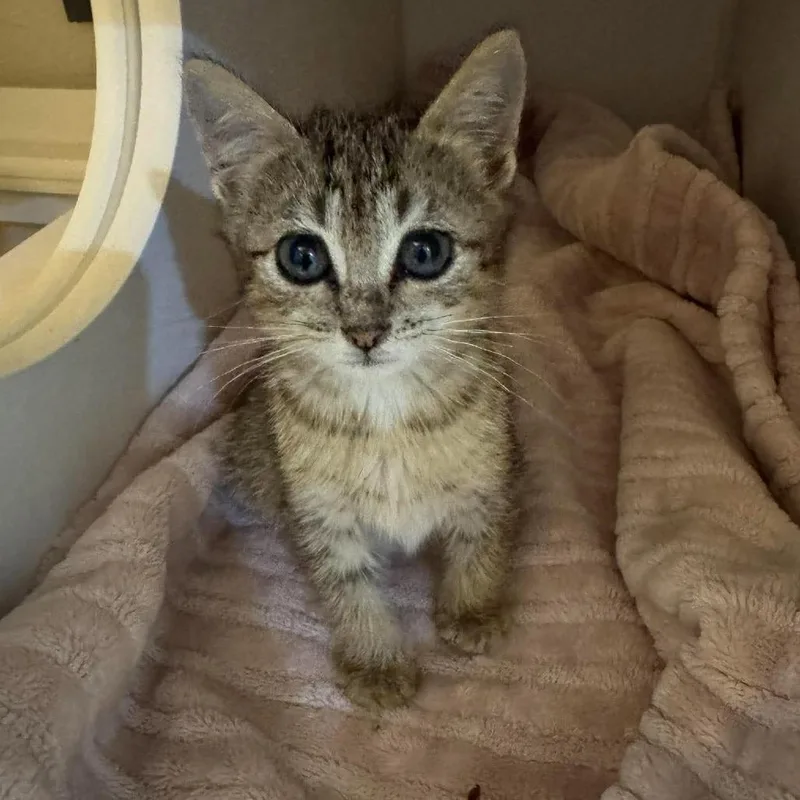 A baby small-sized female Domestic Medium Hair cat named Trina for adoption in Seminole, FL