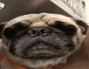 An adult small-sized male Pug dog named Aj for adoption in Thompson Falls, MT