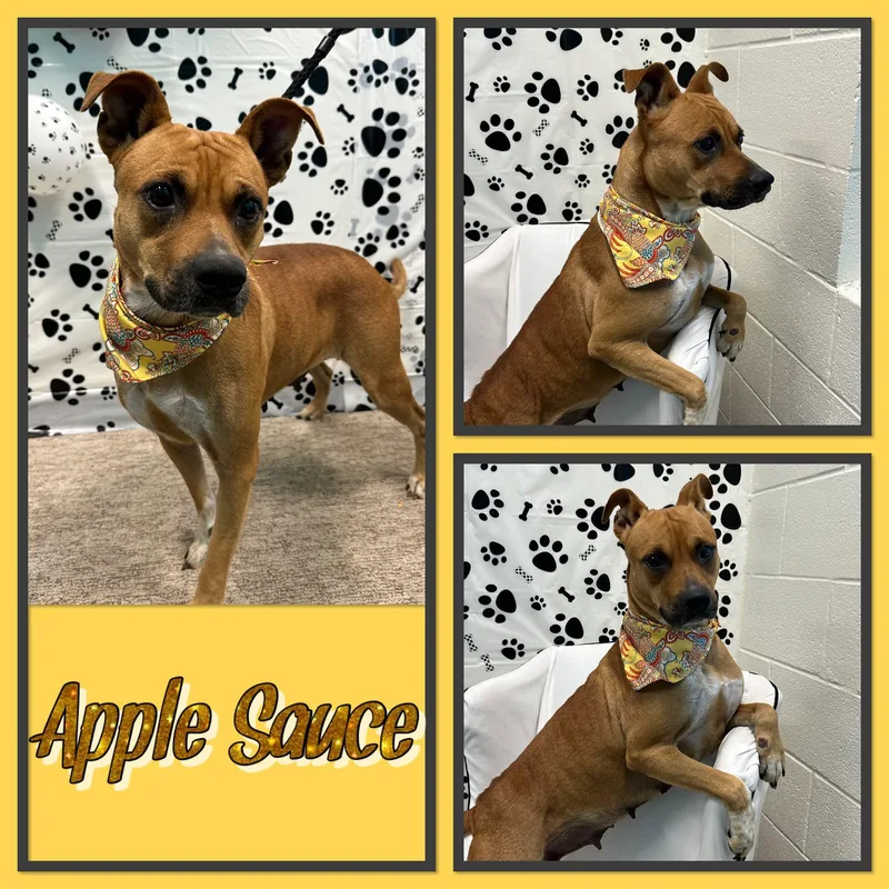 An adult medium-sized female Red / Chestnut / Orange Pit Bull Terrier dog named Apple Sauce for adoption in Seagoville, TX