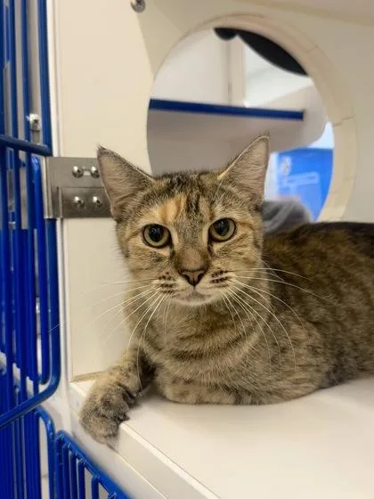 An adult medium-sized female Domestic Short Hair cat named Irene for adoption in Vero Beach, FL