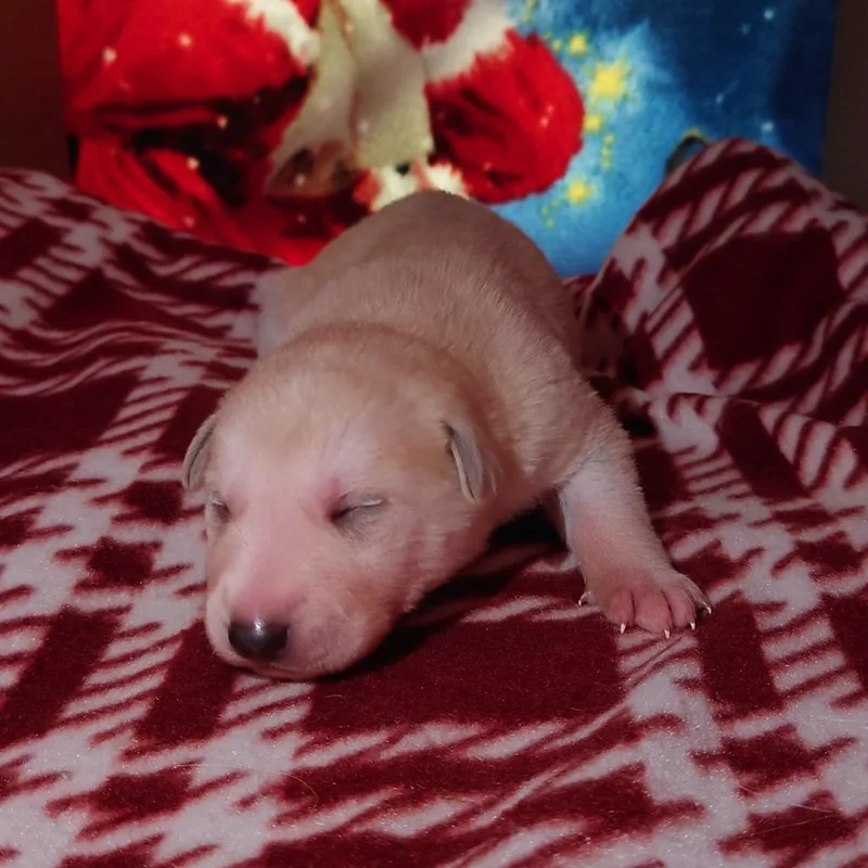 Tiny Diamond thumbnail 2