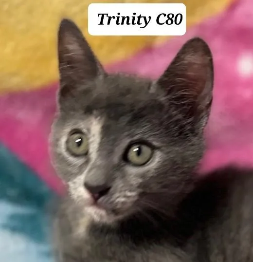 A baby medium-sized female Calico Domestic Short Hair cat named Trinity for adoption in Morganton, NC
