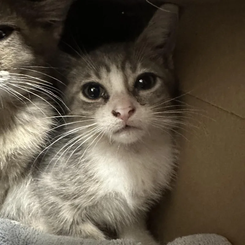 A baby small-sized male Gray / Blue / Silver Domestic Short Hair cat named Puma for adoption in League City, TX