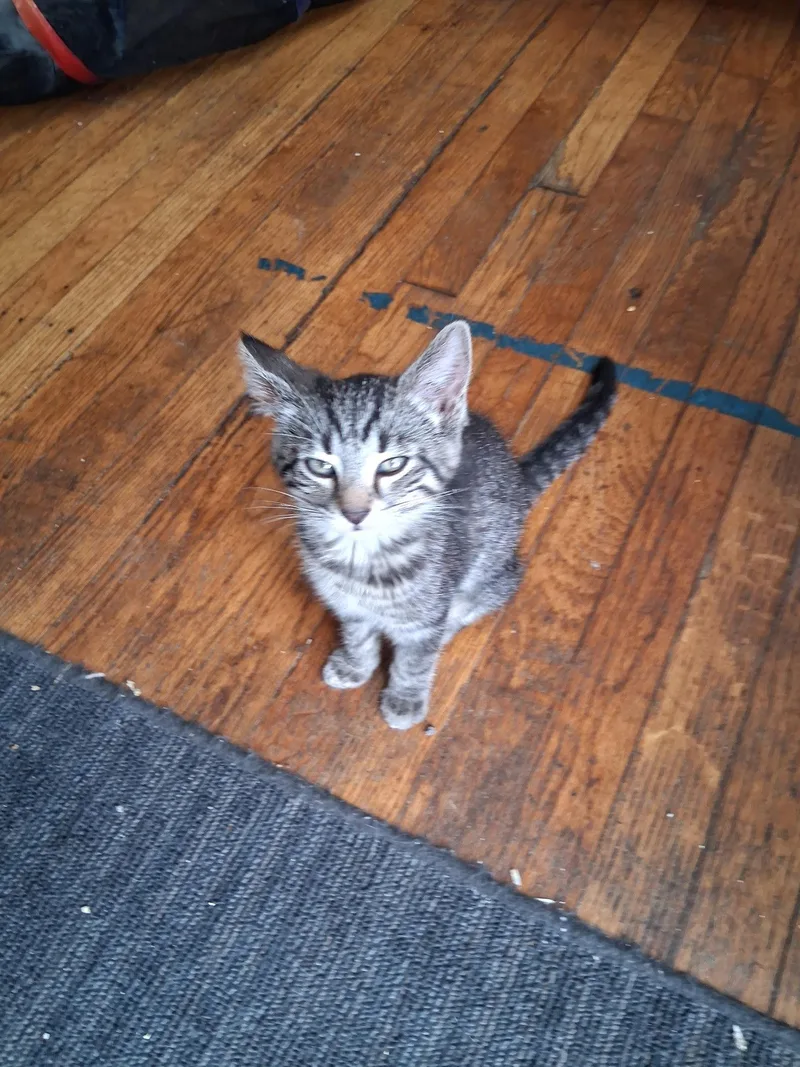 A young small-sized female Domestic Short Hair cat named C Litter Frankie for adoption in Livonia, MI