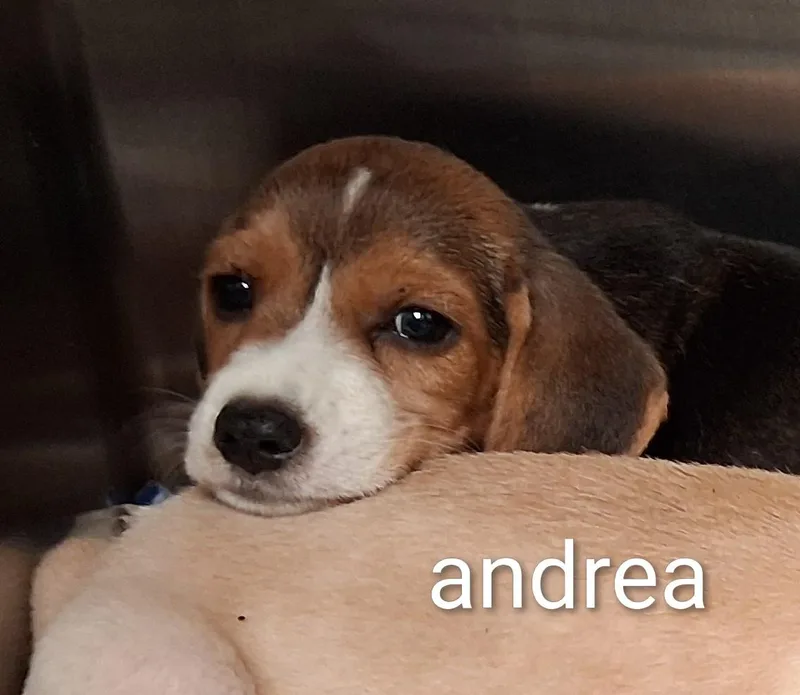 Andrea